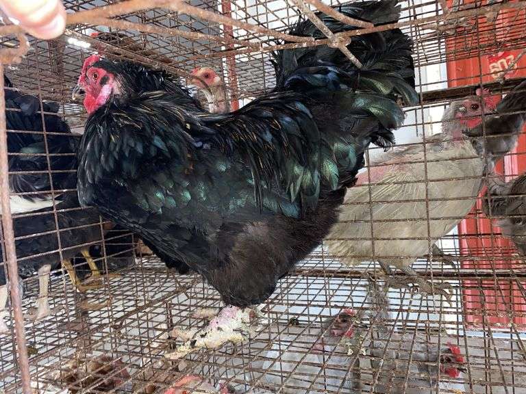 Maran Cross Rooster