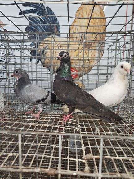 Pair of Figurita Pigeons & Baby