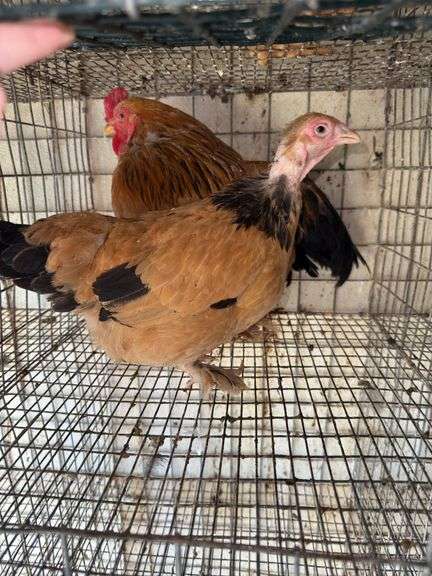 1 Buff Brahma Banty Hen & 1 Roosters
