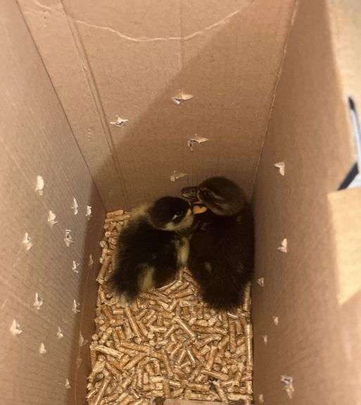 2 Call Ducklings - 1 Butterscotch & 1 Black