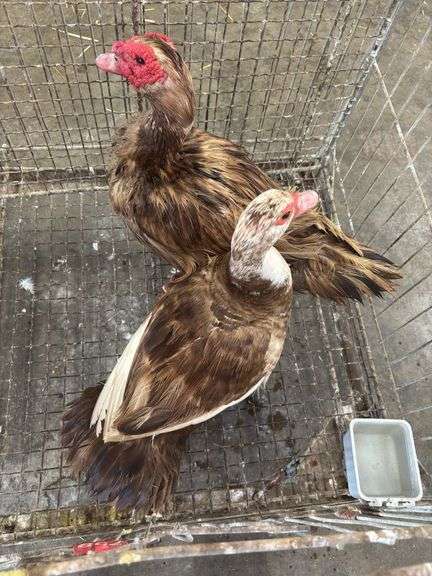Pair of Muscovy Ducks - 1 Has Blood On Wings