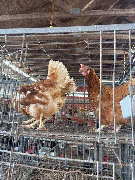 3 Rhode Island Red Hens