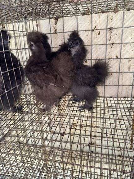 1 Chocolate Silkie & 2 Black Silkies