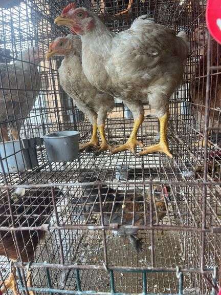 2 Meat Chickens