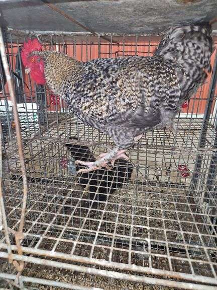 Barnyard Rooster
