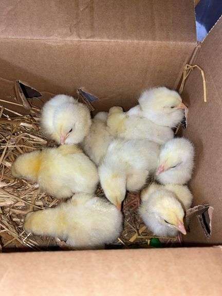 10 Cornish Cross Chicks
