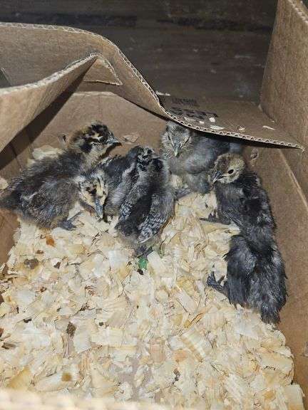6 Silkie Chicks