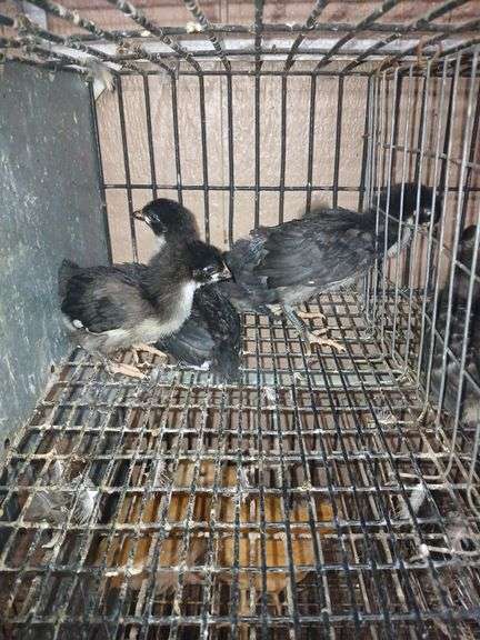 4 Midnight Majestic Maran Pullets