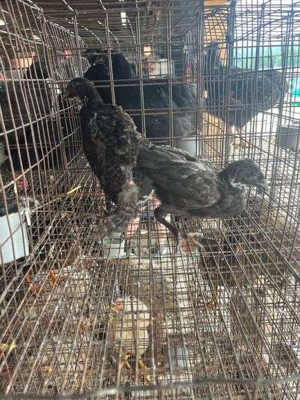 2 Melanistic Ringneck Pheasants w/ Permit