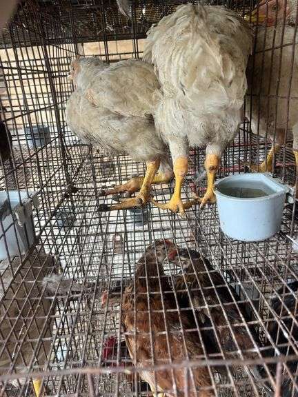2 Meat Chickens