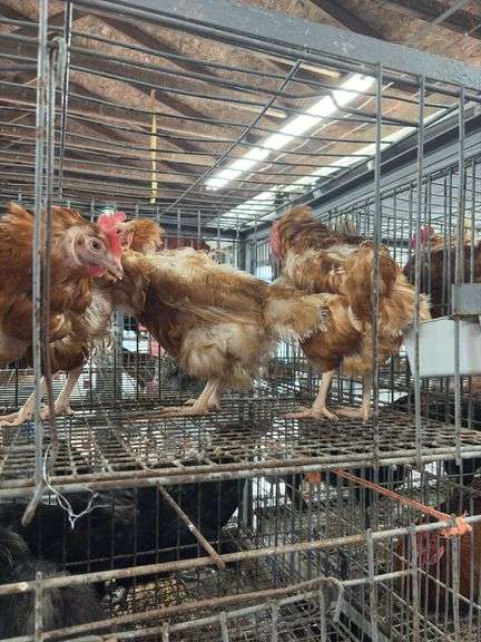 4 Rhode Island Red Hens