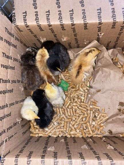 8 Mixed Chicks - Silkies & Mottled Cochin Banties