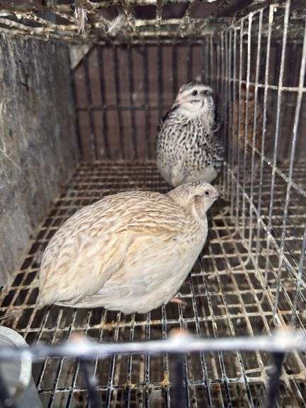 Pair Coturnix Quail