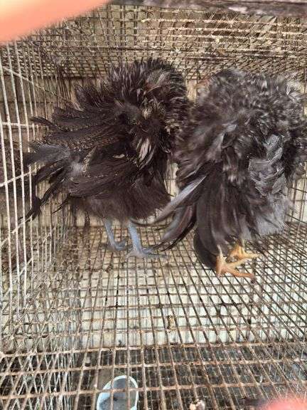 2 Mini Frizzle Pullets