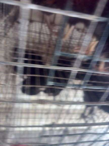 5 Ameraucana Pullet Chicks - 3 Months Old