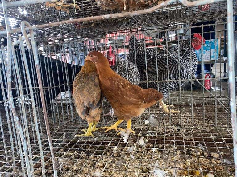 2 Barnyard Mix Hens