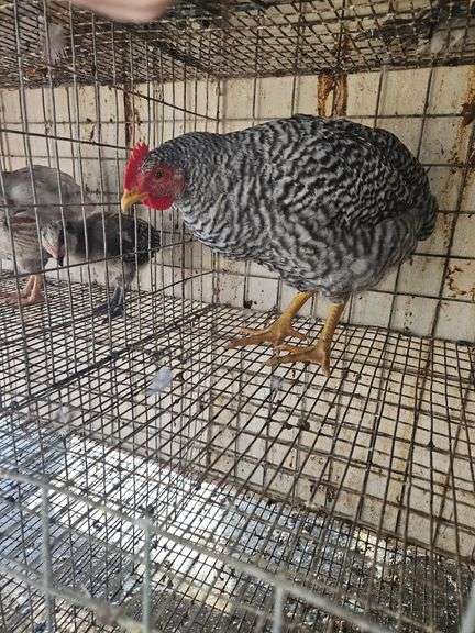 Barred Rock Rooster