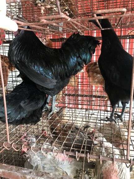 Trio Cemanis