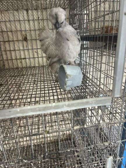 Painted Satin Silkie Pullet