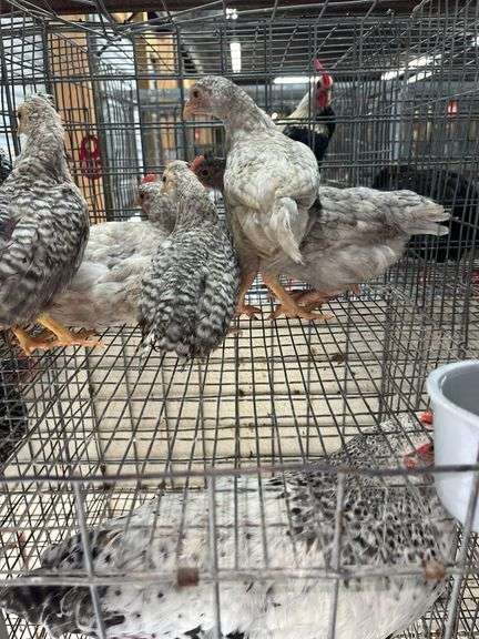 5 Young Cream Legbar/Barred Rock