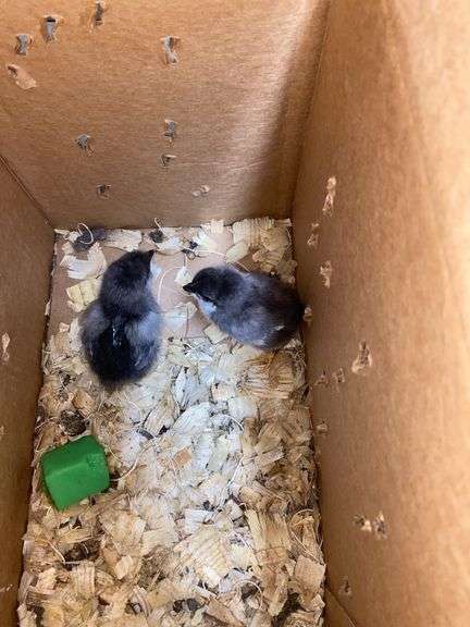 2 Barnyard Mix Chicks - 4 Days Old