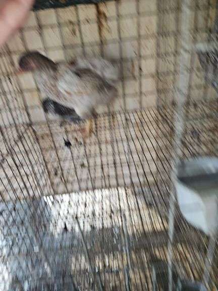2 Ameraucana Mix Chickens