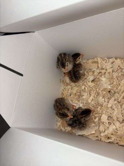4 French Pearl & Pied Guinea Keets