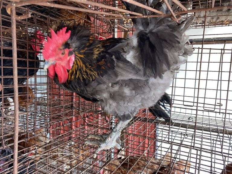 Maran Rooster
