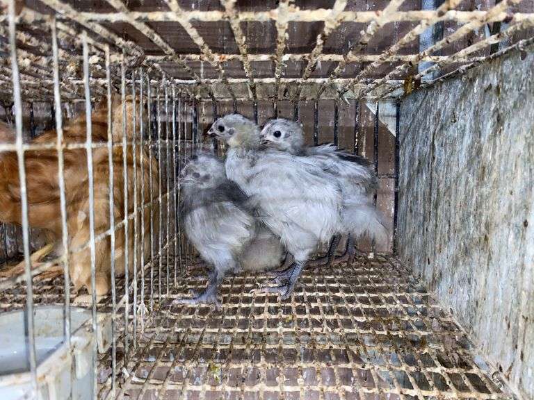 5 Lavender Orpington Pullets