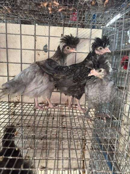 3 Polish Pullets - 5 Wks Old