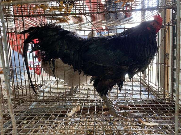 Ameraucana Rooster