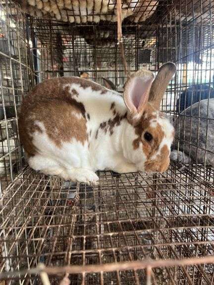 Proven Rex Buck - 2yrs Old