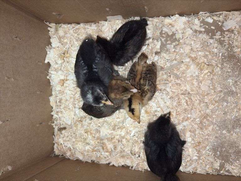 5 Barnyard Mix Chicks