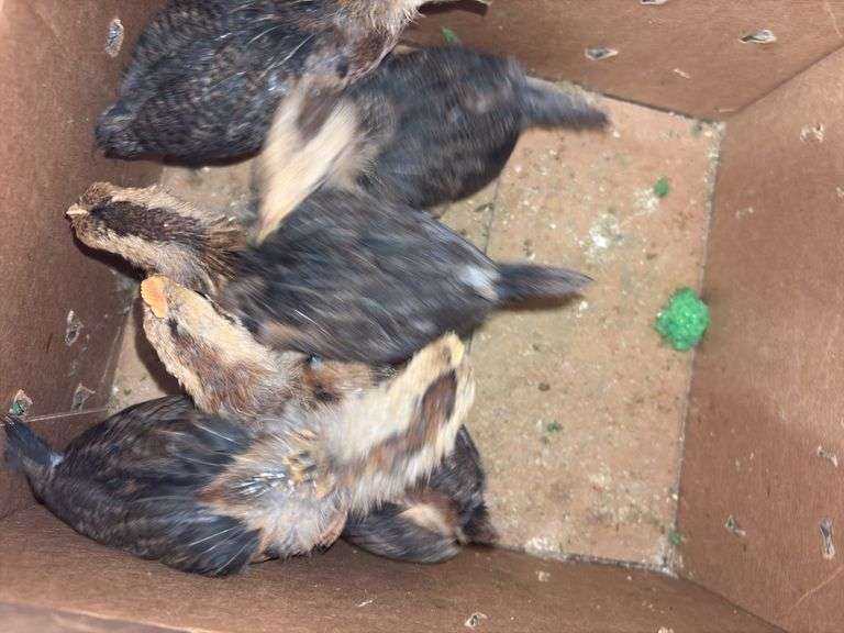5 Brown Leghorn Chick Pullets