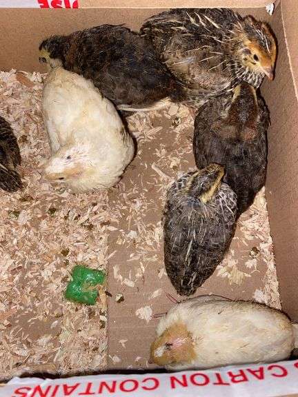 8 Celadon Mix Coturnix Quail - 2.5 Wks Old