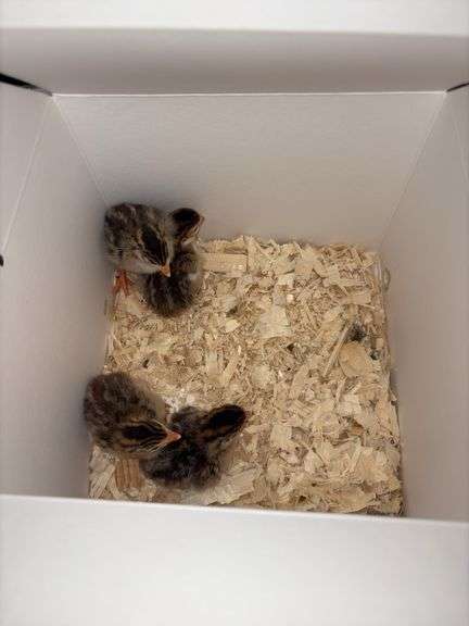 4 French Pearl & Pied Guinea Keets