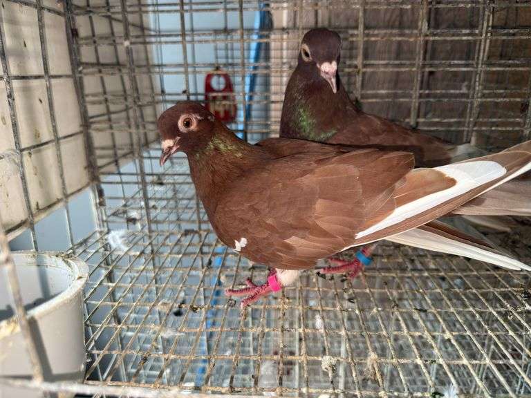Pair Roller Pigeons