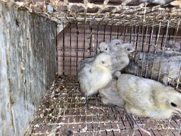 6 Lavender Orpington Pullets