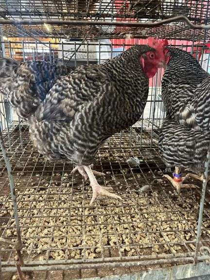 2 Barred Rock Hens