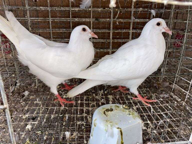 2 White Pigeons