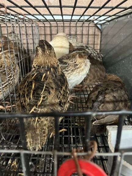7 Celadon Mix Quail - 5 Wks Old