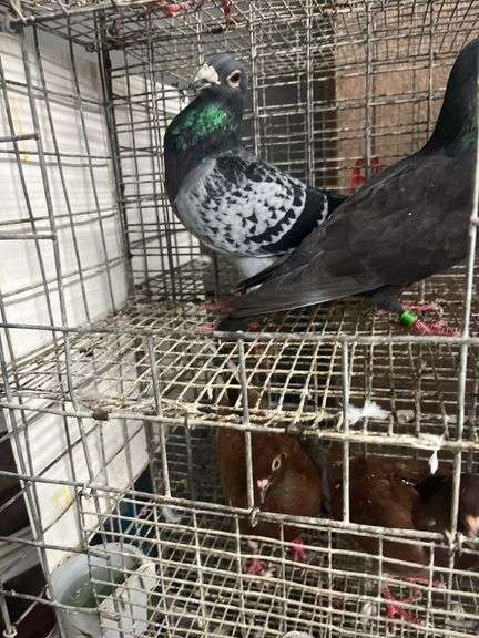 Pair Homing Pigeons