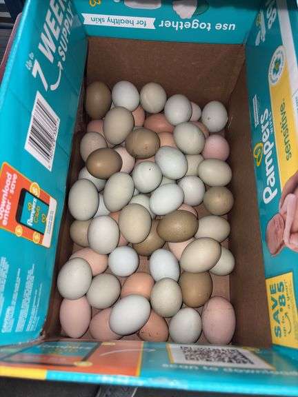 5 Doz Large/XL Mixed Eating Eggs