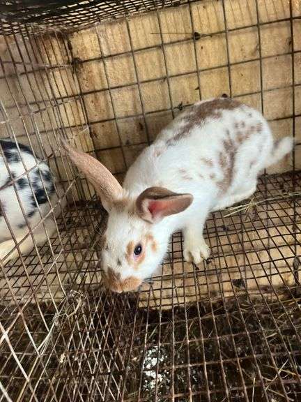Brown Meat Rabbit