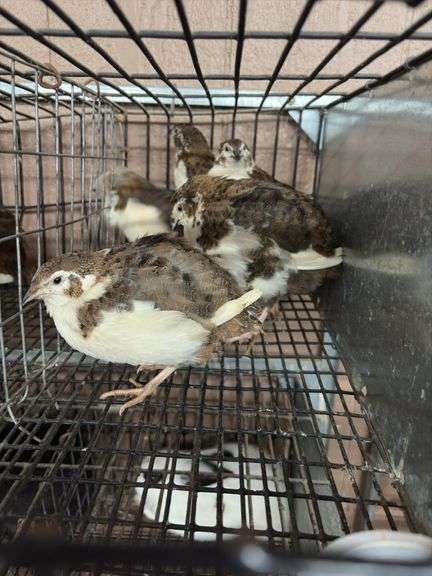 5 Tuxedo Coturnix Quail - 5 Wks Old