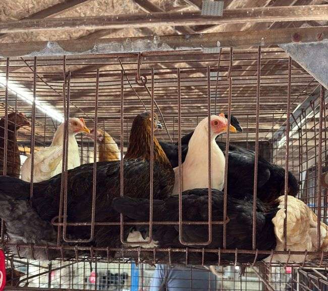 10 White Leghorn & Australorp Pullets - 4 Months Old