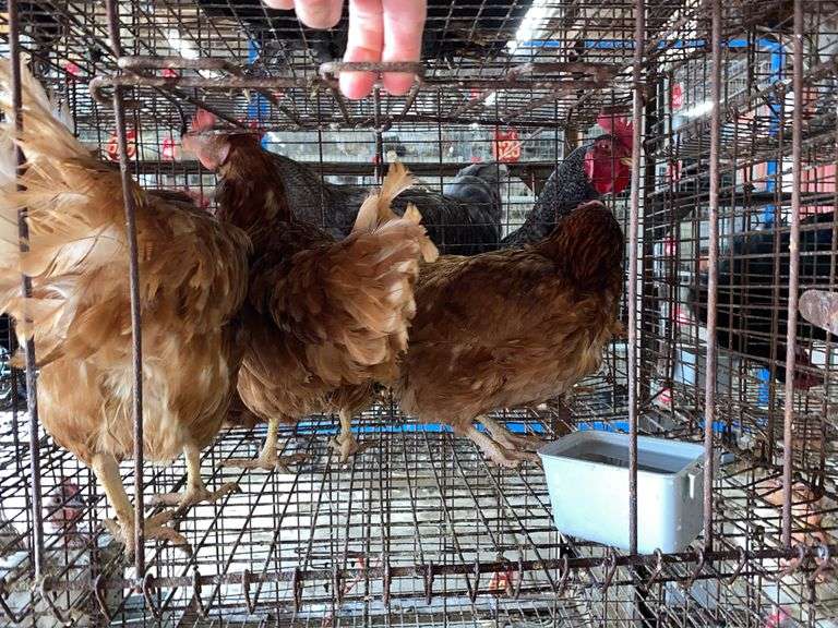 3 Isa Brown Hens