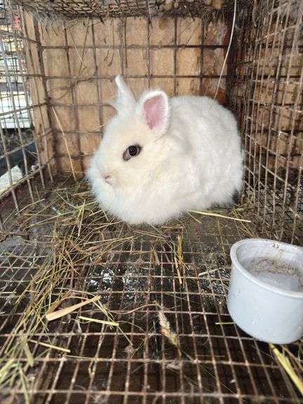 White Lionhead Doe - Exposed to Lionhead Buck
