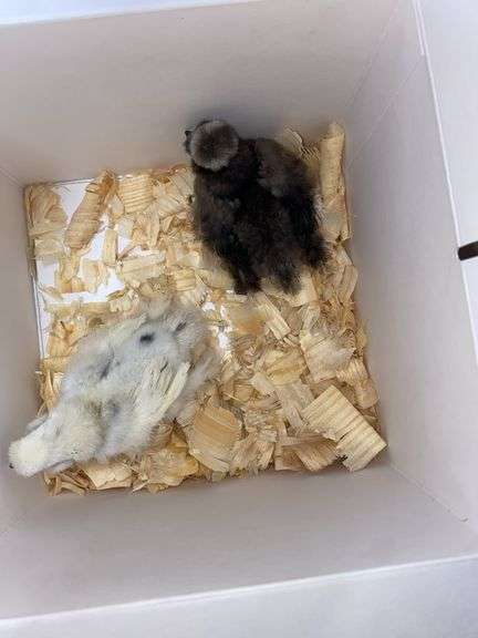 2 Bearded Silkie - 1 Black & 1 Paint