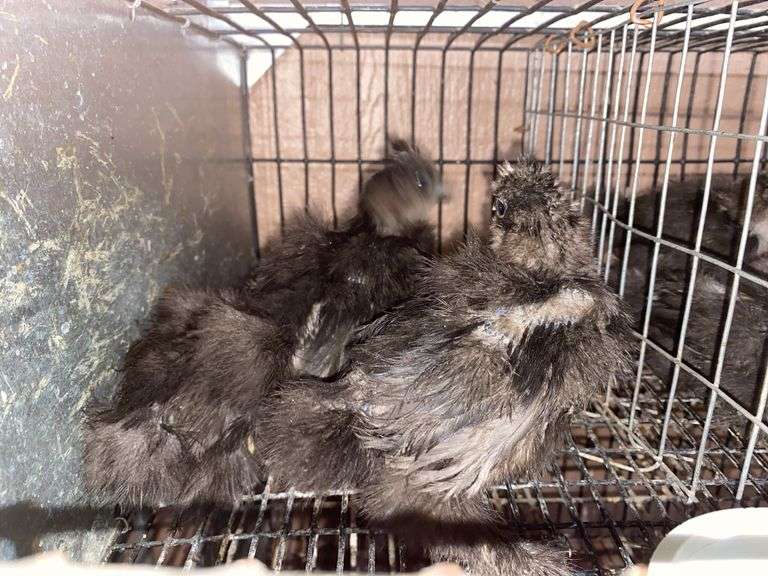 3 Black Bearded Silkie Chicks